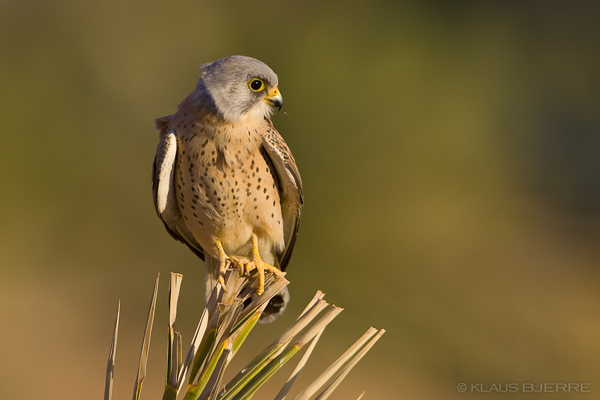 Lesser Kestrel_KBJ8080.jpg - Lesser Kestrel male - Eilat